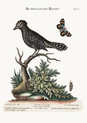 Der Schwarz-Weiß-Würger, 1749-73